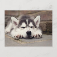 Sweet Siberian Husky Puppy