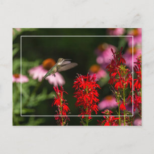Sweet Summer Postkarte