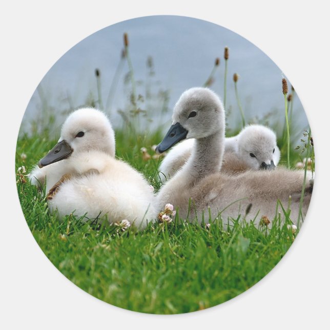 Sweet Swan Babies - Aufkleber (Vorderseite)