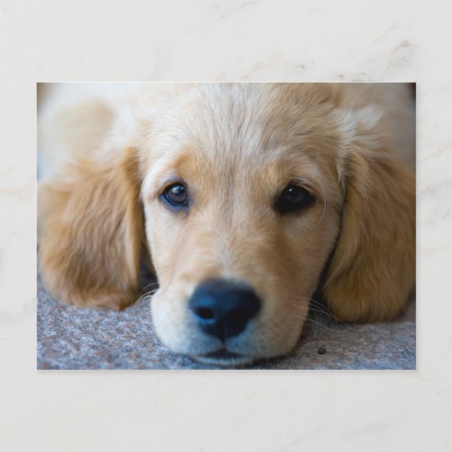 Sweet, Sweet Puppy Postkarte (Vorderseite)