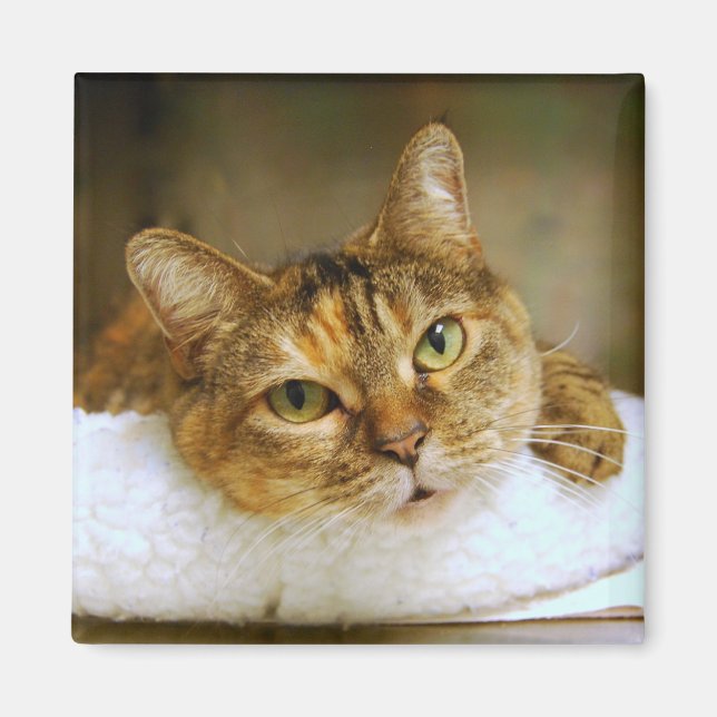 Sweet Tabby Cat Magnet (Vorne)