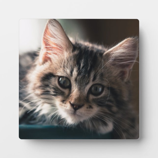 Sweet Tabby Fotoplatte (Vorderseite)