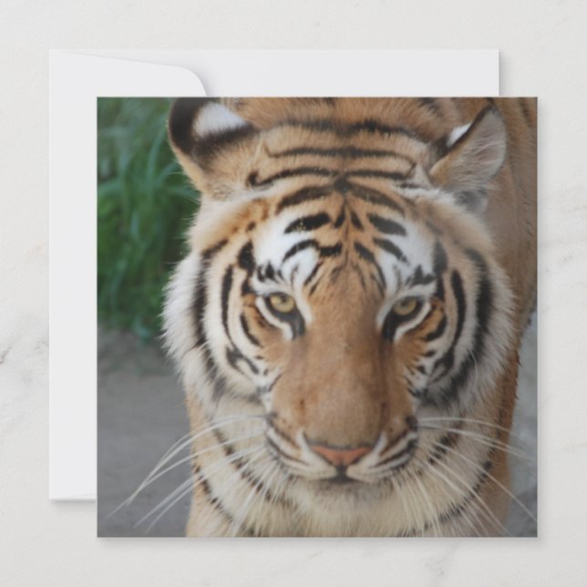 Sweet Tiger (Vorderseite)