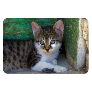 Sweet Tiger Cat Baby Magnet