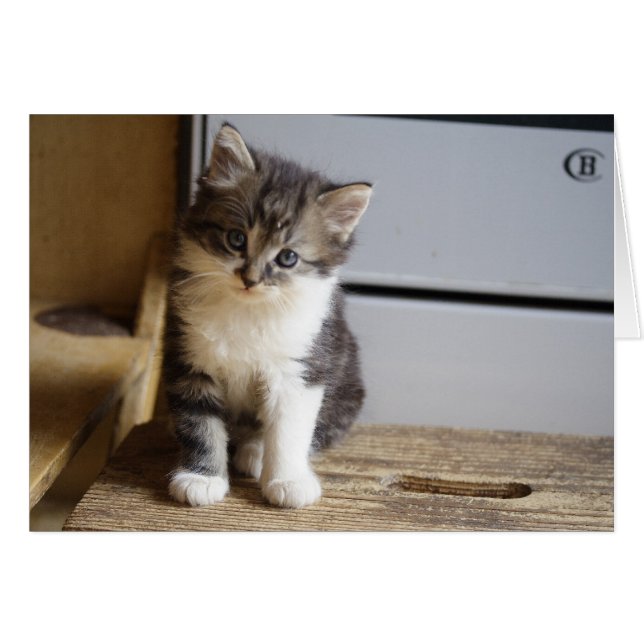 Sweet Tomcat Kitten (Vorderseite (Horizontal))