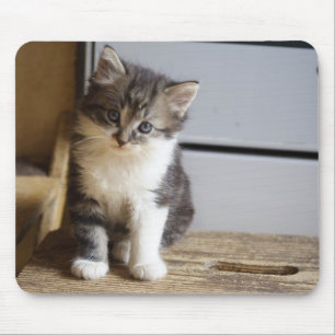 Sweet Tomcat Kitten Mousepad
