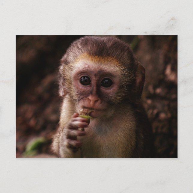 Sweet Vervet Monkey Baby Postkarte (Vorderseite)