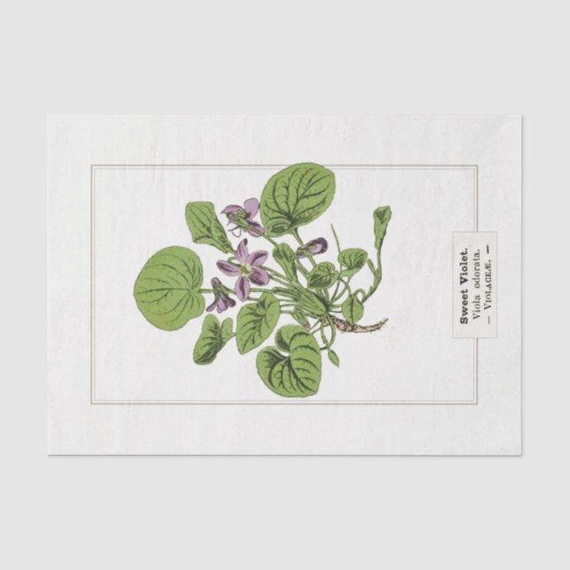 Sweet Violet Botanical Illustration 1885  Seidenpapier (Vorderseite)