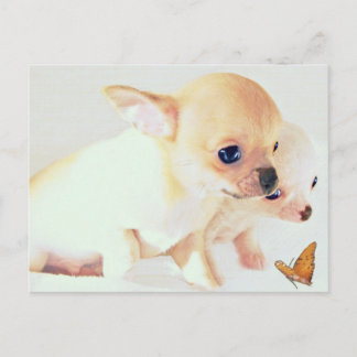 Sweet Weppies Postcard Postkarte