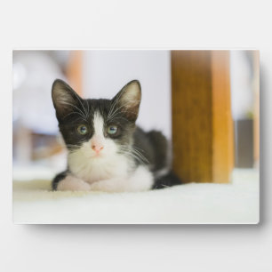 Sweet White and Black Kitten Fotoplatte