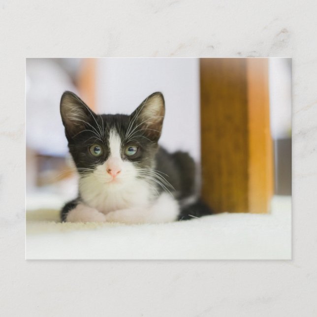 Sweet White and Black Kitten Postkarte (Vorderseite)