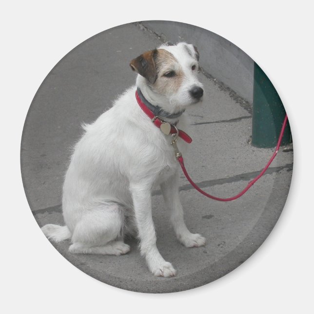 Sweet White Mongrel Magnet (Vorne)