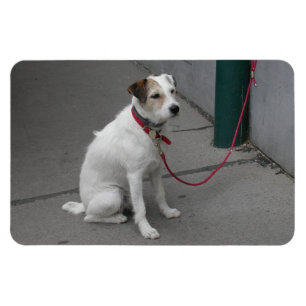 Sweet White Mongrel Magnet