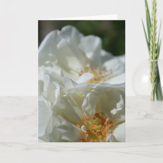 Sweet Wild White Roses Grußkarte Karte (Vorderseite)