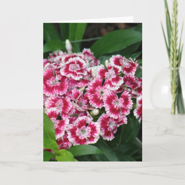 Sweet William Blume Grußkarte Karte (Vorderseite)