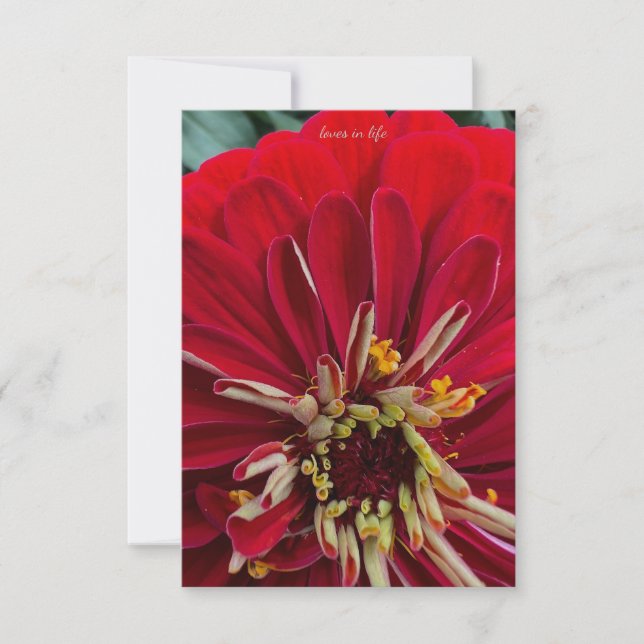 Sweet Zinnia Mitteilungskarte (Vorderseite)