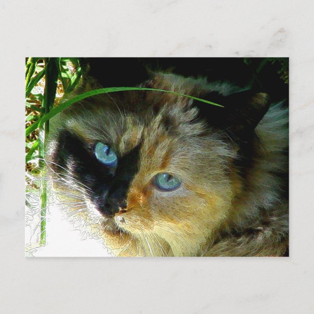 Sweetie Pie Postkarte (Vorderseite)