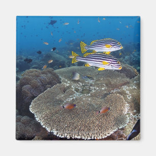 Sweetlip Fische Magnet