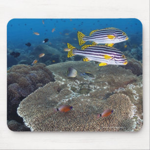 Sweetlip Fische Mousepad