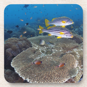 Sweetlip Fische Untersetzer