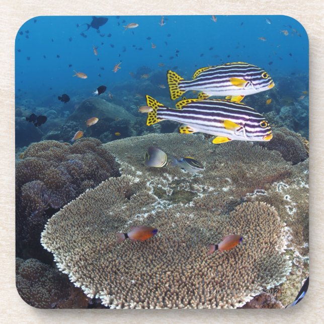 Sweetlip Fische Untersetzer (Vorderseite)