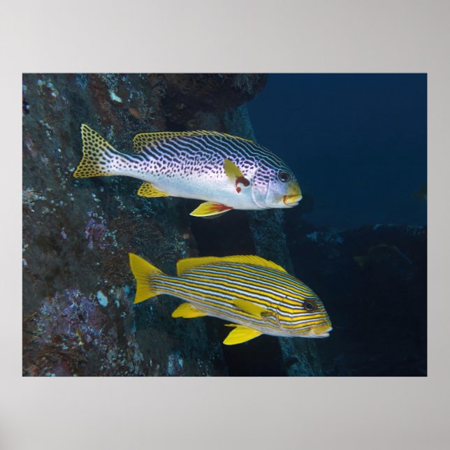 Sweetlips Duo Poster (Vorne)