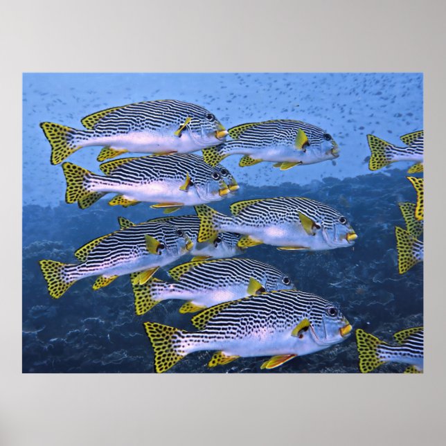 Sweetlips School Poster (Vorne)