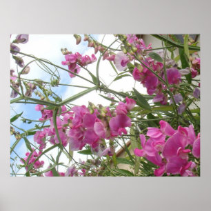 sweetpea poster