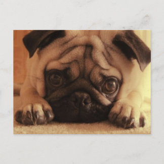 SweetPea Pugs Vintage-Postkarte Postkarte