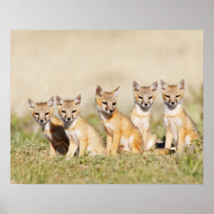 Swift Fox (Vulpes macrotis), jung in den Burrow, 2 Poster