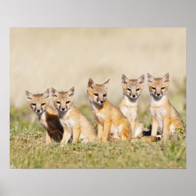 Swift Fox (Vulpes macrotis), jung in den Burrow, 2 Poster (Vorne)