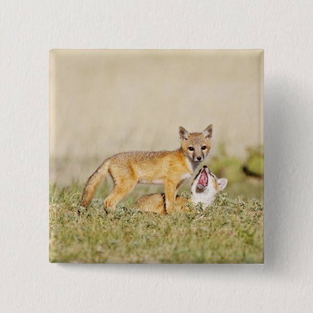 Swift Fox (Vulpes macrotis), jung in den Burrow, 4 Button (Vorderseite)