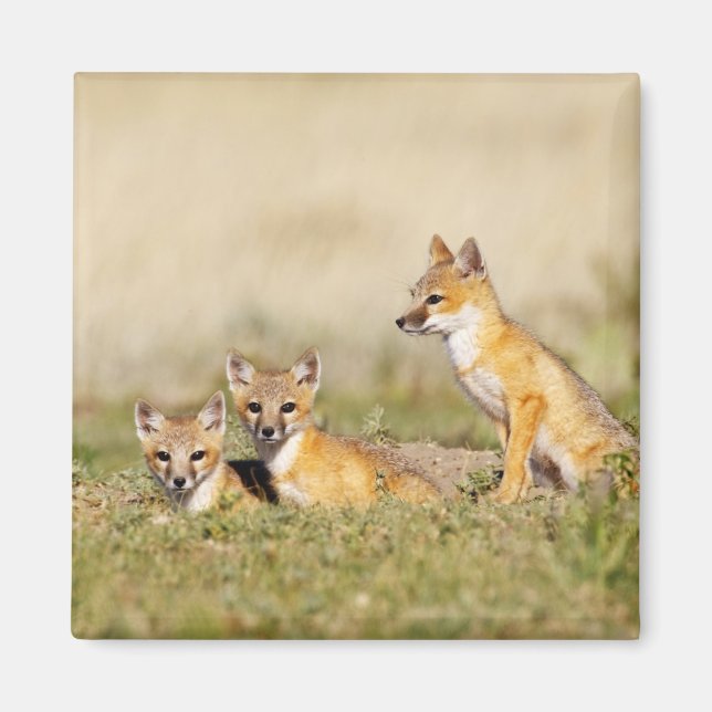 Swift Fox (Vulpes macrotis), jung in den Burrow, 5 Magnet (Vorne)