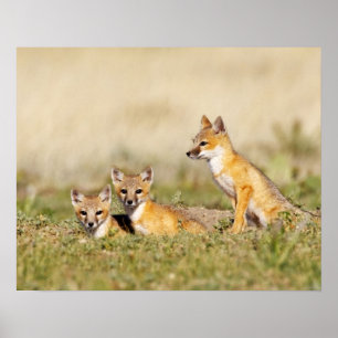 Swift Fox (Vulpes macrotis), jung in den Burrow, 5 Poster