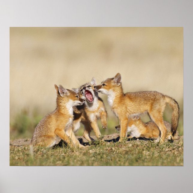 Swift Fox (Vulpes macrotis), jung in den Burrow, Poster (Vorne)