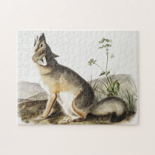 Swift Fox (Vulpes velox) Illustration