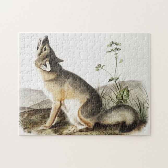 Swift Fox (Vulpes velox) Illustration (Horizontal)