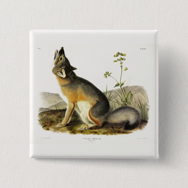 Swift Fox (Vulpes Velox) von Audubon Quadrupeds Button (Vorderseite)