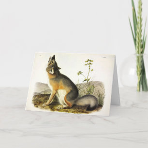 Swift Fox (Vulpes Velox) von Audubon Quadrupeds Karte