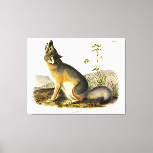 Swift Fox (Vulpes Velox) von Audubon Quadrupeds Leinwanddruck