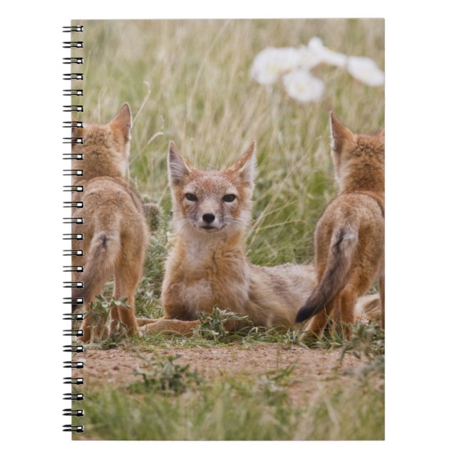 Swift Fox (Vulpes velox) weiblich mit jung bei Notizblock (Vorderseite)