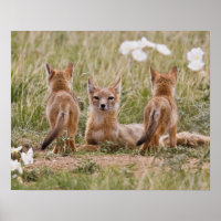 Swift Fox (Vulpes velox) weiblich mit jung bei