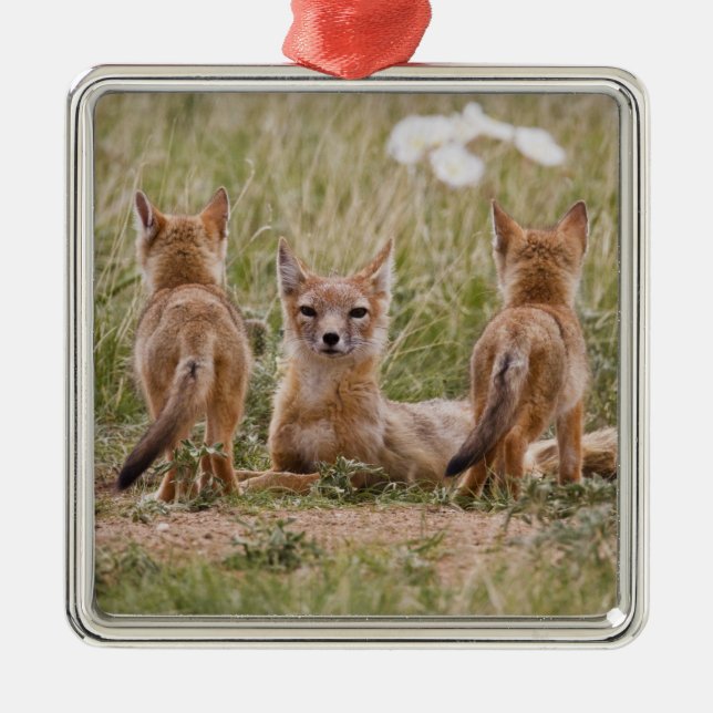 Swift Fox (Vulpes velox) weiblich mit jung bei Silbernes Ornament (Vorne)