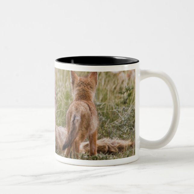 Swift Fox (Vulpes velox) weiblich mit jung bei Zweifarbige Tasse (Rechts)