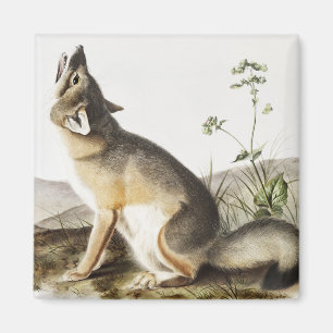 Swift-Fuchs (Vulpes velox) Illustration Magnet