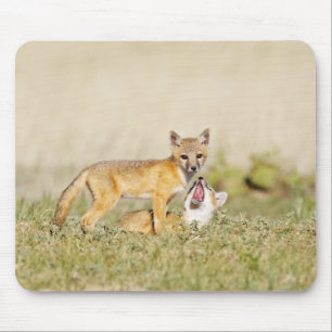 Swiftfuchs (Vulpes macrotis) Jungtier am Bau, 4 Mousepad