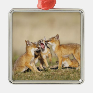 Swiftfuchs (Vulpes macrotis) Jungtier am Bau, Silbernes Ornament