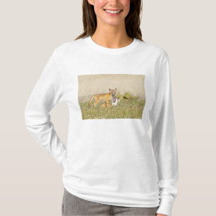 Swiftfuchs (Vulpes macrotis) Jungtiere am Bau, 4 T-Shirt