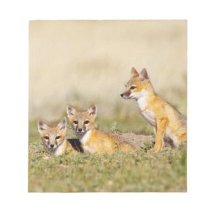 Swiftfuchs (Vulpes macrotis) Jungtiere am Bau, 5 Notizblock