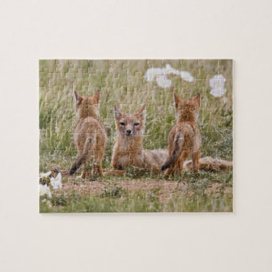 Swiftfuchs (Vulpes velox) Weibchen mit Jungen bei